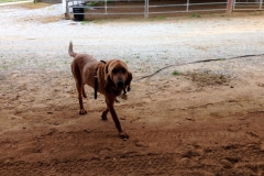 Bloodhound got to trail